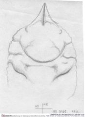 Historische Skizze/Zeichnung von Gastrosacus tuberosiformis (Lorenthey, 1929) (NHMW-AFW-GEO-BACHMAYER-FOTO-1990-0041-2105)